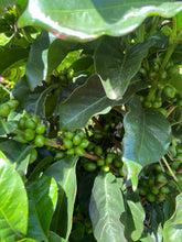 Load image into Gallery viewer, Colombia-La Guayacana Geisha Washed 200g
