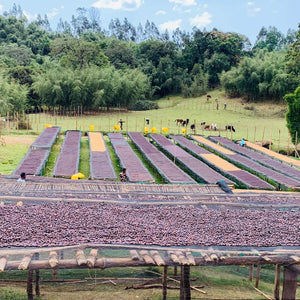 Ethiopia-Alo Coffee-Bona Zuria Washed 74110